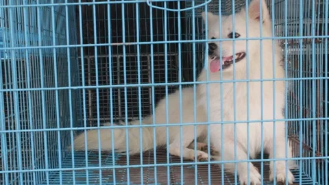 White puppy in cage 스톡 동영상 140519483