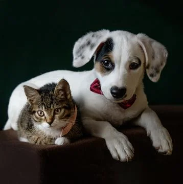 A white puppy with a distinct patch on its eye and a gray kitten Stock Photos