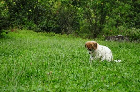 White Puppy down Foto stock