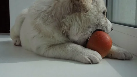 White puppy eats an Apple and plays with it. Stock Footage 128776328