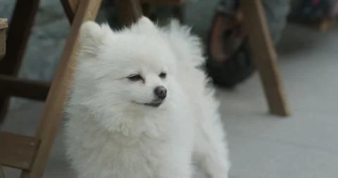 White puppy listens to the wind Stock Footage 254600935