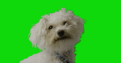 White puppy looking to the camera close up. Stock Footage 30398496