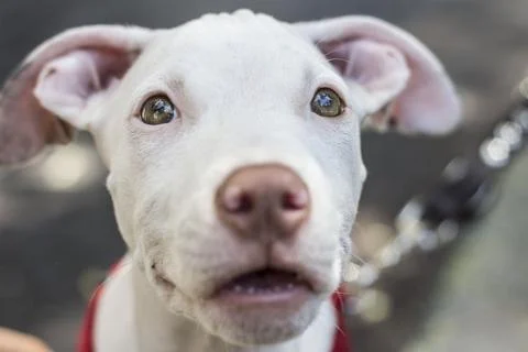 White puppy looking up with innocent expression Foto stock