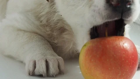 White puppy is lying on the windowsill playing with the Apple and bites it. Stock Footage 128697959