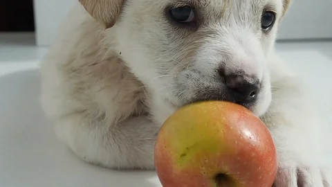 White puppy is lying on the windowsill playing with the Apple and bites it. Stock Footage 128697965