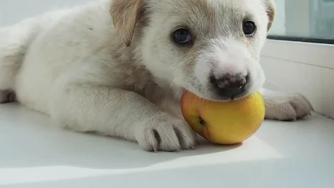 White puppy is lying on the windowsill playing with the Apple. Stock Footage 128697973