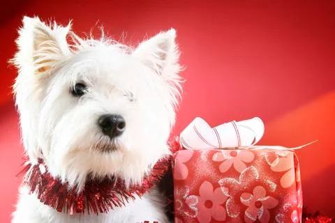 White puppy Stock Photos