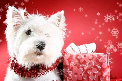 White puppy Stock Photos