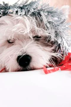 White puppy 스톡 사진