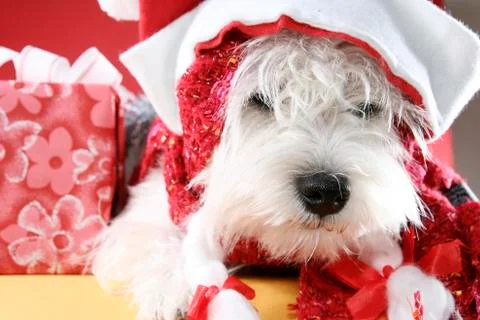 White puppy Stock Photos