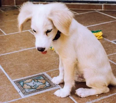 White puppy playing in the backyard Stock Photos