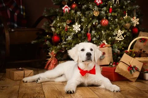 White Puppy Retriever lying down under Christmas Tree as Gift. Dog with Bow Stock Photos