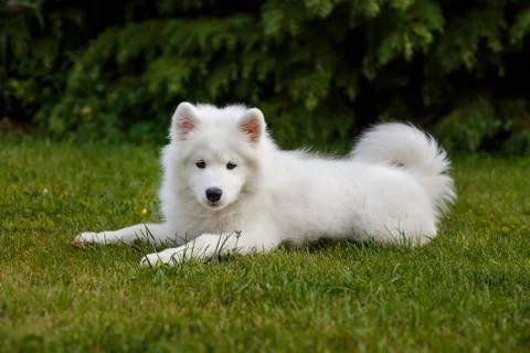 White puppy samoyed husky Stock Photos