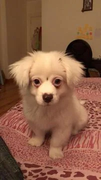 White Puppy Sitting on Patterned Blanket Indoors Stock Photos
