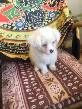 White Puppy Sitting on Patterned Cushion 写真素材
