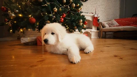 White puppy sleeping under the tree on new year. Stock Footage 100069798