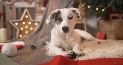 A white puppy with a spot over one eye, happily chewing on a pine cone Video stock 304589375