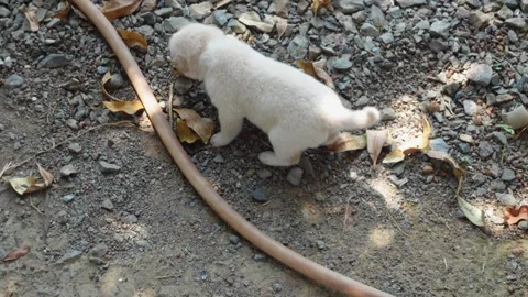 A white puppy is walking. Stock Footage 253369575