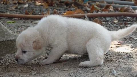 A white puppy is walking. Stock Footage 253369583