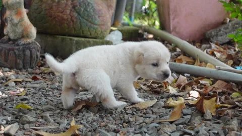 A white puppy is walking. Stock Footage 253369584
