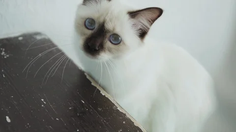 White purebred Siamese cat Stock Footage 129899799