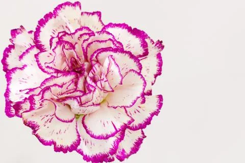 White purple carnation Stock Photos