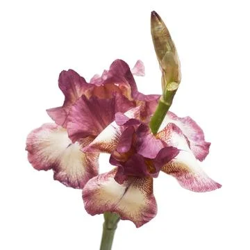 White-purple flower iris with bud isolated on white background. Wedding car.. Fotos Stock