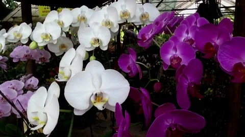 White &amp; Purple Orchids Stock Footage 8508421