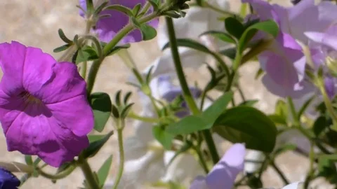 White Purple Petunia Stock Footage 93736009
