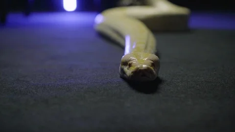 A white python creeping against the camera and hissing Stock Footage 121700141