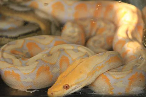 White python with exotic skin color and pattern Foto stock