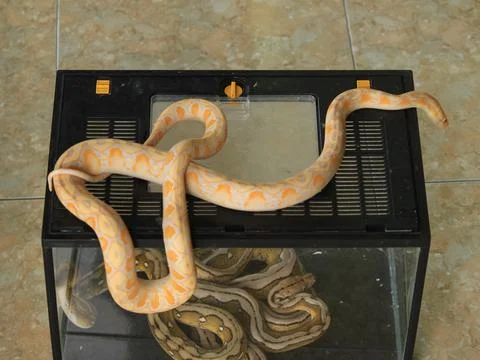 White python with exotic skin color and pattern Stock Photos