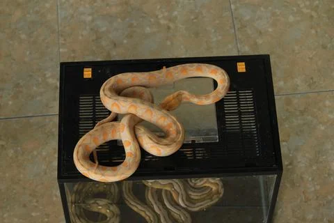 White python with exotic skin color and pattern Stock Photos