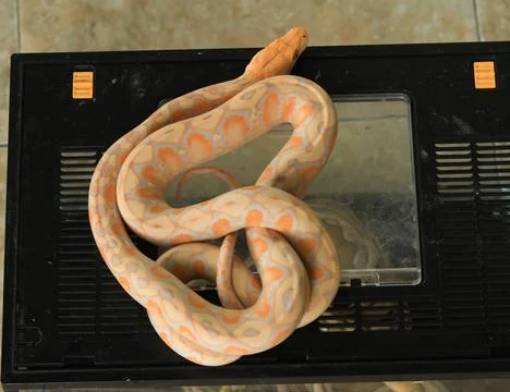 White python with exotic skin color and pattern white python Stock Photos