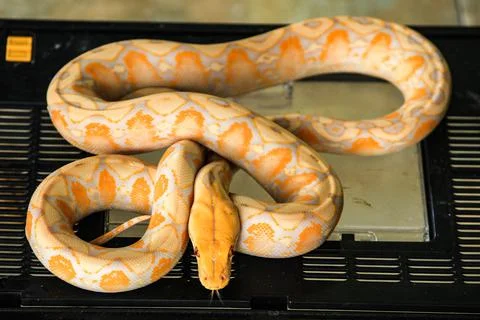 White python with exotic skin color and pattern white python Stock Photos