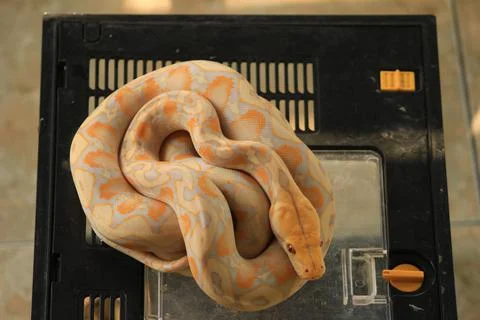 White python with exotic skin color and pattern white Stock Photos