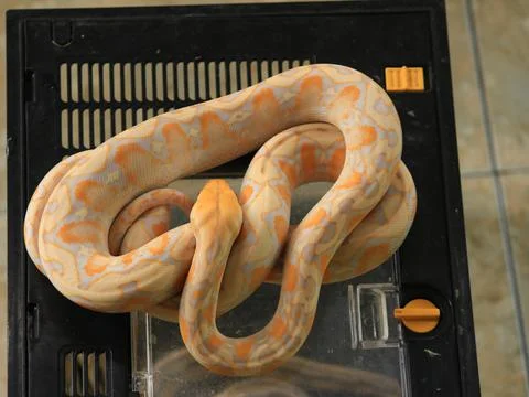 White python with exotic skin color and pattern white Photos