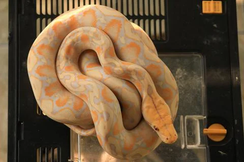 White python with exotic skin color and pattern white Stockfoto's