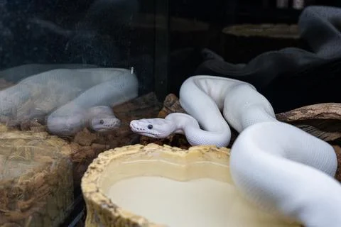 White python in its enclosure ready to attack. Photos