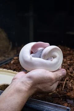 A white python killing a rat on a man's hand vertical. 库存照片