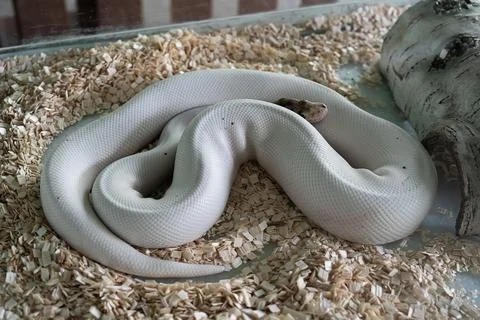 White python lying on sawdust in a terrarium 写真素材