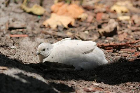 White Quail Stock Photos