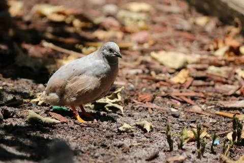 White Quail Foto stock