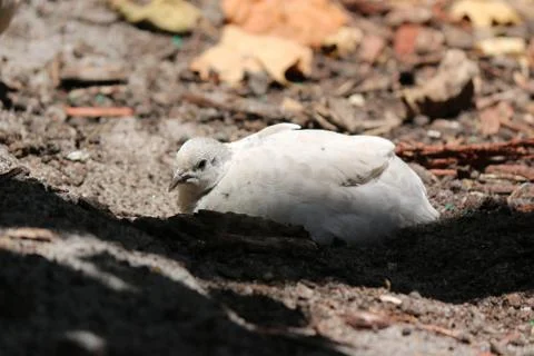 White Quail 写真素材