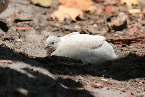 White Quail Stock Photos
