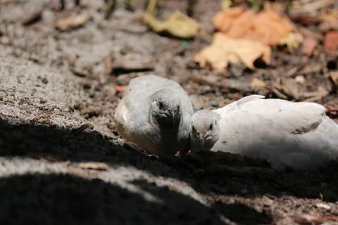White Quail Foto stock