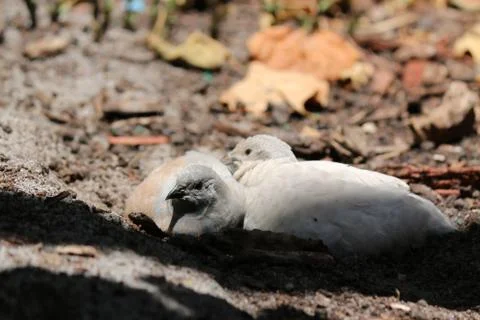 White Quail Stock Photos