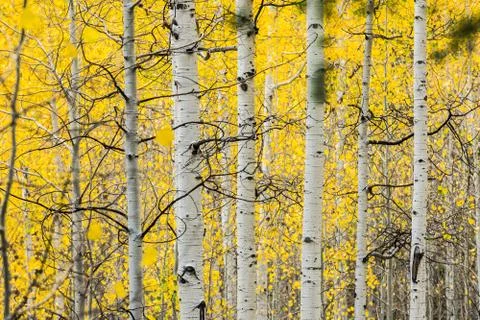 White quaking aspens in the fall with bright yellow leaves Stock Photos