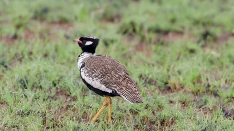 White-Quilled Bustard calling for partner 動画素材 164028975
