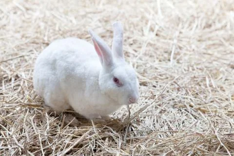 White rabbish 写真素材